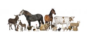 Lessons We Humans Can Learn From Animals